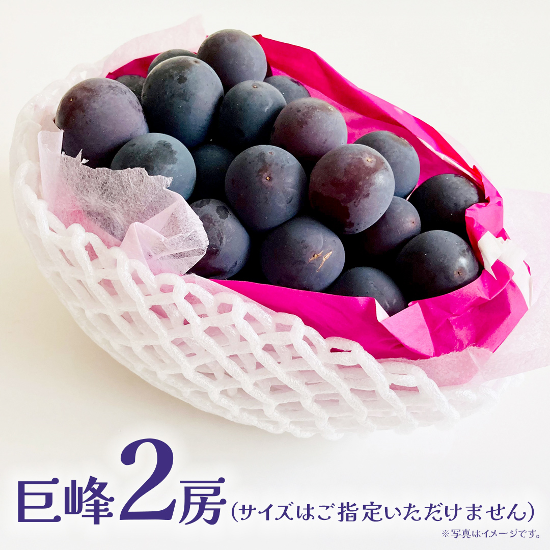  巨峰 ２房 【2026年7月上旬発送開始】(茨城県共通返礼品：大子町) ぶどう 葡萄 ブドウ フルーツ 果物 スイーツ