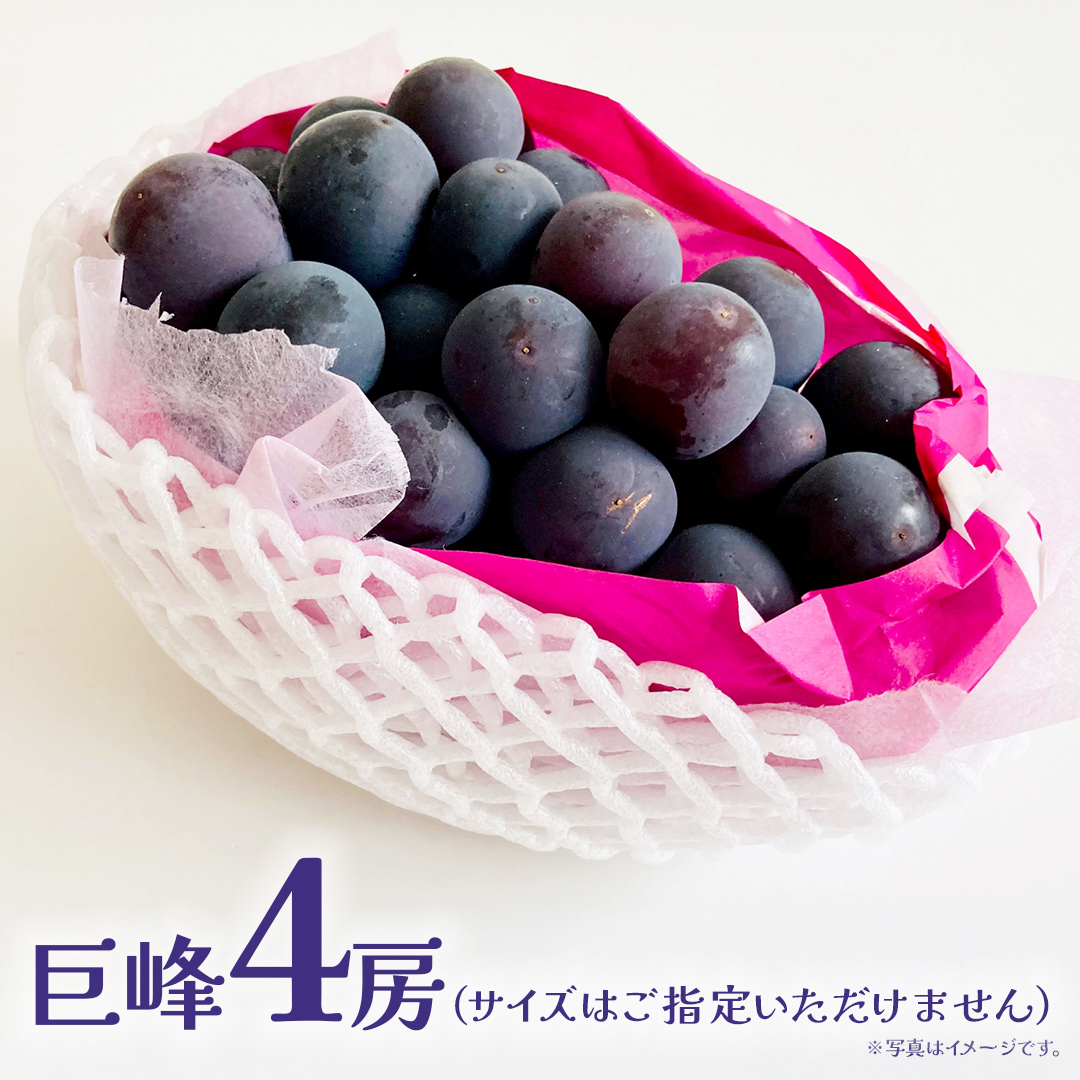 巨峰 ４房 【2026年7月上旬発送開始】(茨城県共通返礼品：大子町) ぶどう 葡萄 ブドウ フルーツ 果物 スイーツ