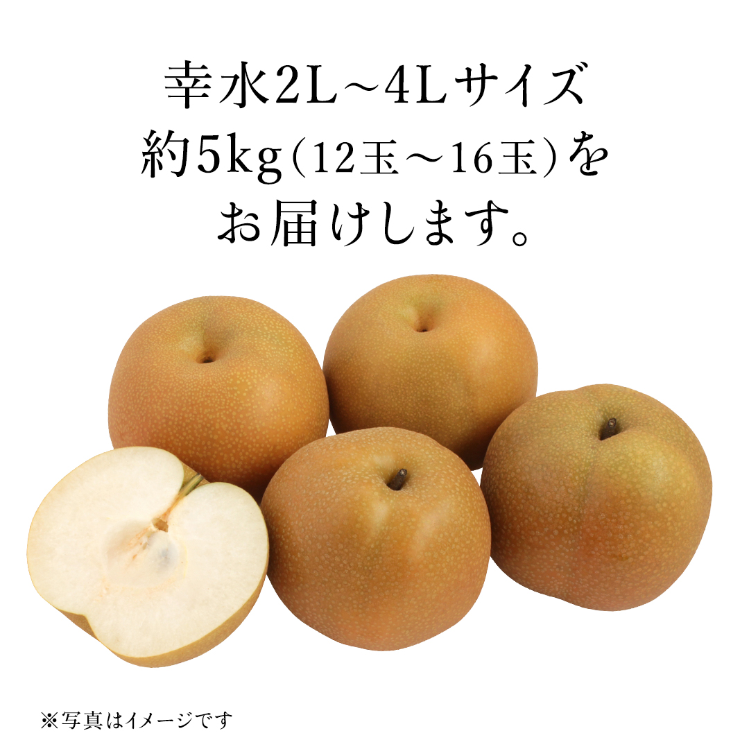 茨城県産 梨 幸水 サイズ おまかせ （2L～ 4L ） 5kg（ 12～16玉 ）【2026年8月中旬発送開始】 (茨城県共通返礼品：大子町) 梨 なし ナシ 果物 くだもの 季節 フルーツ デザート 旬果