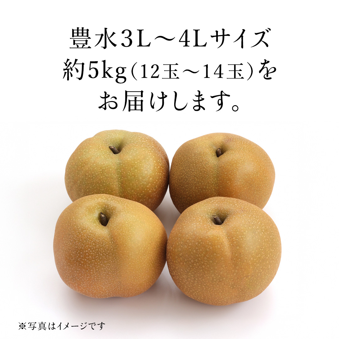 茨城県産 梨 豊水 サイズ おまかせ （ 3L～4L ） 5kg （ 12～14玉 ） 【2026年9月上旬発送開始】 (茨城県共通返礼品：大子町) 梨 なし ナシ 果物 くだもの 季節 フルーツ デザート 旬果 