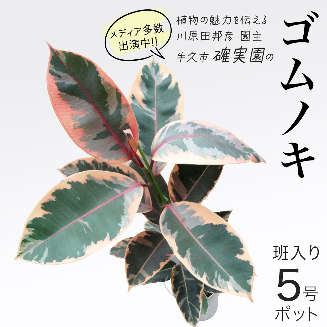 ゴムノキ 斑入り 5号ポット 1点 家庭 で 園芸 鉢植え 苗 庭木 果樹 ガーデニング 植物 確実園 観葉植物 インテリア 植木鉢