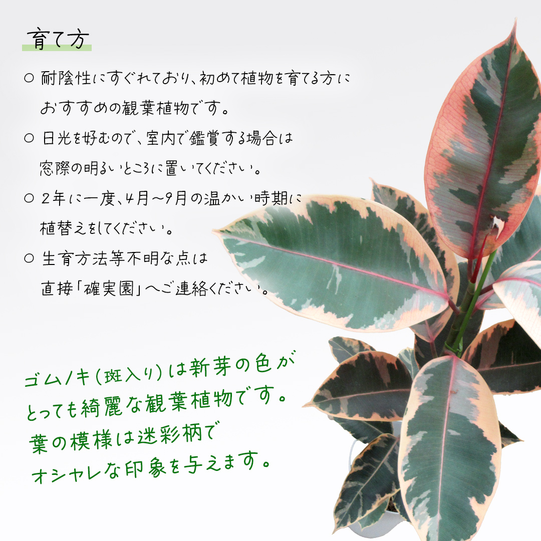 ゴムノキ 斑入り 5号ポット 1点 家庭 で 園芸 鉢植え 苗 庭木 果樹 ガーデニング 植物 確実園 観葉植物 インテリア 植木鉢