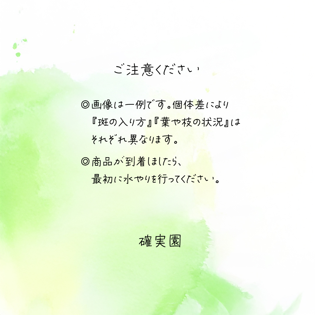 ゴムノキ 斑入り 5号ポット 1点 家庭 で 園芸 鉢植え 苗 庭木 果樹 ガーデニング 植物 確実園 観葉植物 インテリア 植木鉢