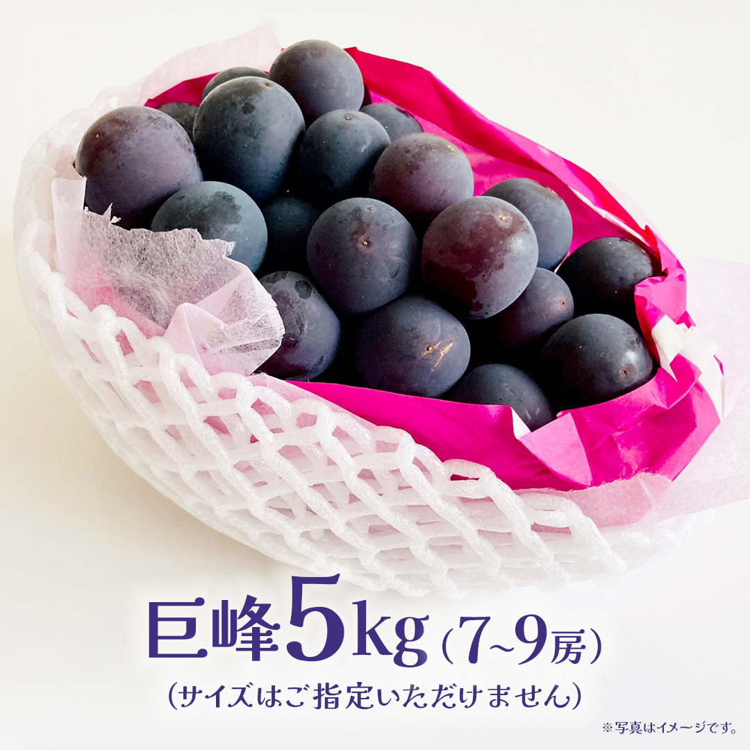 巨峰 5kg (7～9房) 【2026年7月上旬発送開始】(茨城県共通返礼品：大子町) ぶどう 葡萄 ブドウ フルーツ 果物 スイーツ