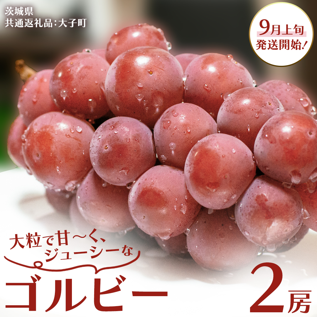 ゴルビー ２房【2026年9月上旬発送開始】(茨城県共通返礼品：大子町) ぶどう ブドウ 葡萄 果物 フルーツ 果実