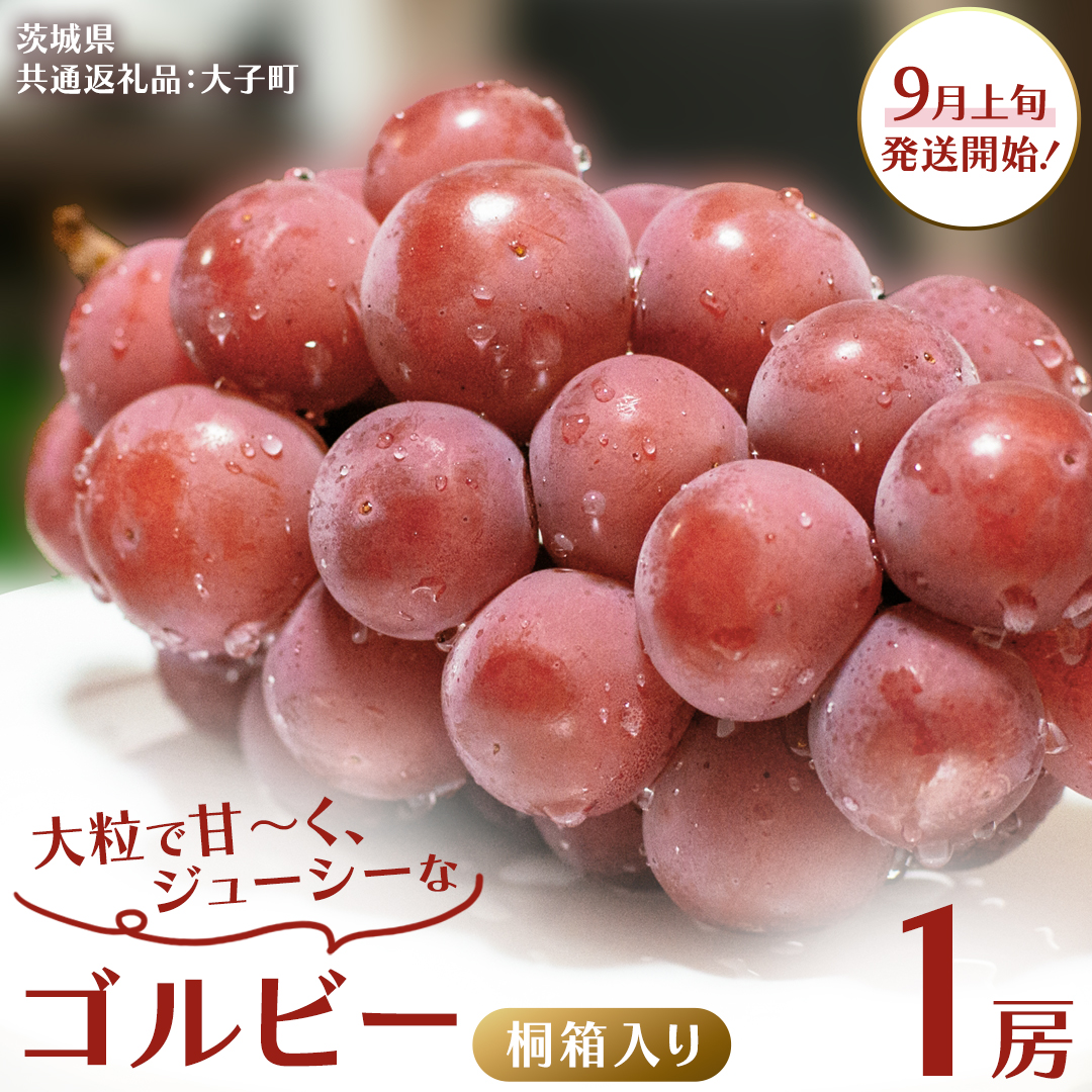 【桐箱入り】 ゴルビー １房【2026年9月上旬発送開始】(茨城県共通返礼品：大子町) ぶどう ブドウ 葡萄 果物 フルーツ 果実 贈答用 ギフト 贈り物 プレゼント