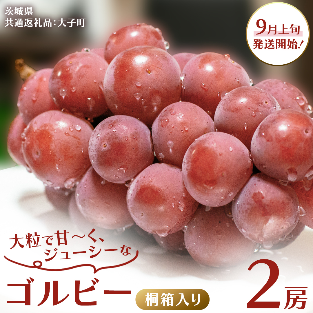 【桐箱入り】 ゴルビー ２房 【2026年9月上旬発送開始】(茨城県共通返礼品：大子町) ぶどう ブドウ 葡萄 果物 フルーツ 果実 贈答用 ギフト 贈り物 プレゼント