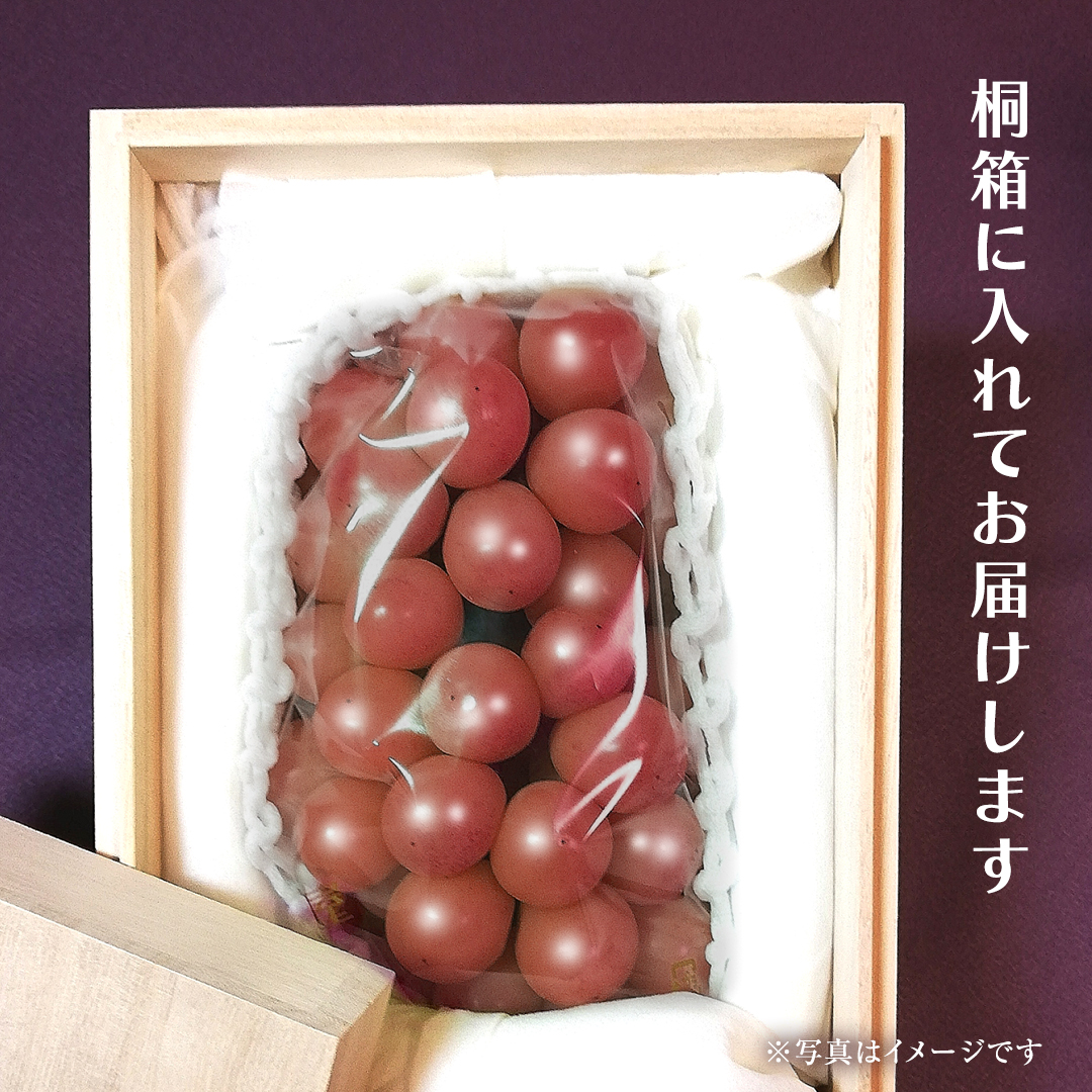 【桐箱入り】 ゴルビー ２房 【2026年9月上旬発送開始】(茨城県共通返礼品：大子町) ぶどう ブドウ 葡萄 果物 フルーツ 果実 贈答用 ギフト 贈り物 プレゼント