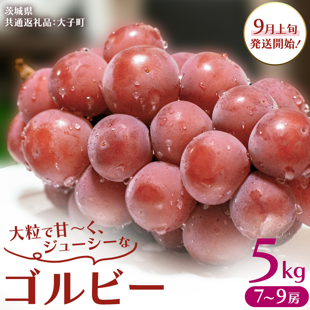ゴルビー 5kg (7～9房)【2026年9月上旬発送開始】(茨城県共通返礼品：大子町) ぶどう ブドウ 葡萄 果物 フルーツ 果実