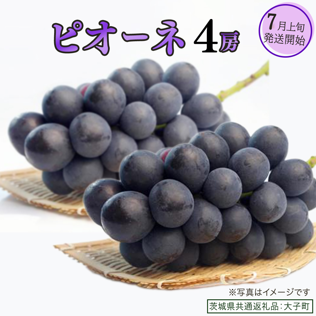 ピオーネ ４房【2026年7月上旬発送開始】(茨城県共通返礼品：大子町) ブドウ ぶどう 葡萄 ピオーネ 果物 フルーツ 果実