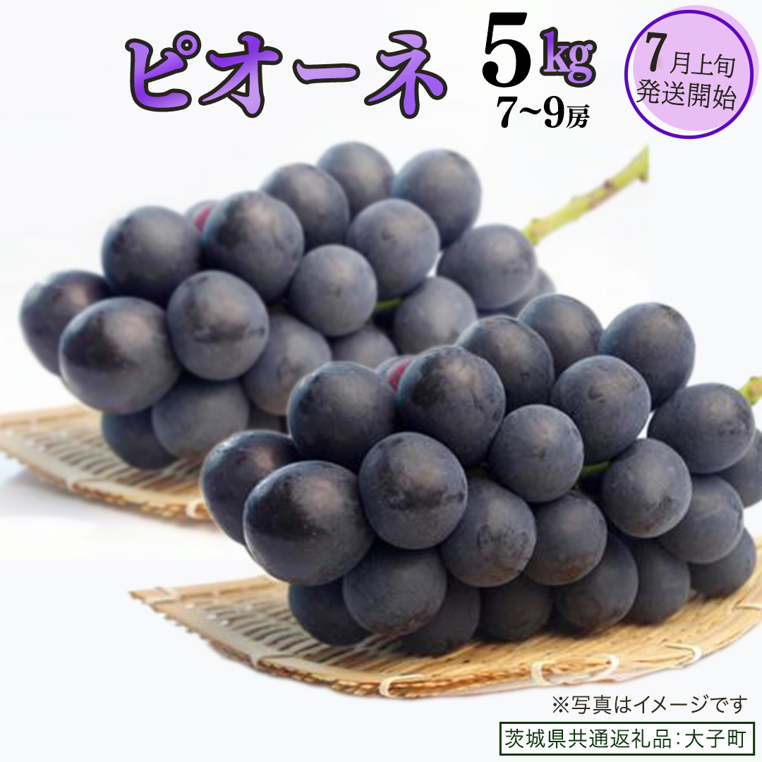 ピオーネ 5kg ( 7～9房 )【2026年7月上旬発送開始】(茨城県共通返礼品：大子町) ブドウ ぶどう 葡萄 ピオーネ 果物 フルーツ 果実
