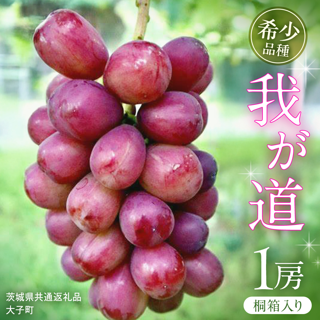 【桐箱入り】 我が道 １房【2026年9月上旬発送開始】(茨城県共通返礼品：大子町) シャインマスカット ウインク 葡萄 ブドウ ぶどう 果物 フルーツ 希少 新品種 贈答用 贈り物 ギフト プレゼント