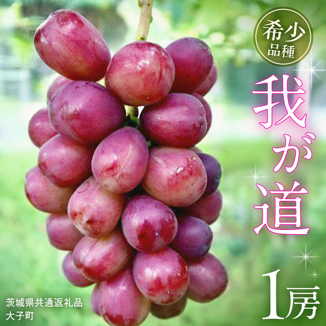 我が道 １房【2026年9月上旬発送開始】(茨城県共通返礼品：大子町) シャインマスカット ウインク 葡萄 ブドウ ぶどう 果物 フルーツ 希少 新品種 贈答用 贈り物 ギフト プレゼント