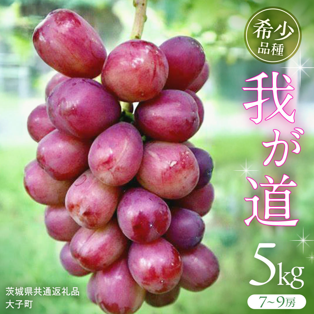 我が道 5kg (7～9房) 【2026年9月上旬発送開始】(茨城県共通返礼品：大子町) シャインマスカット ウインク 葡萄 ブドウ ぶどう 果物 フルーツ 希少 新品種