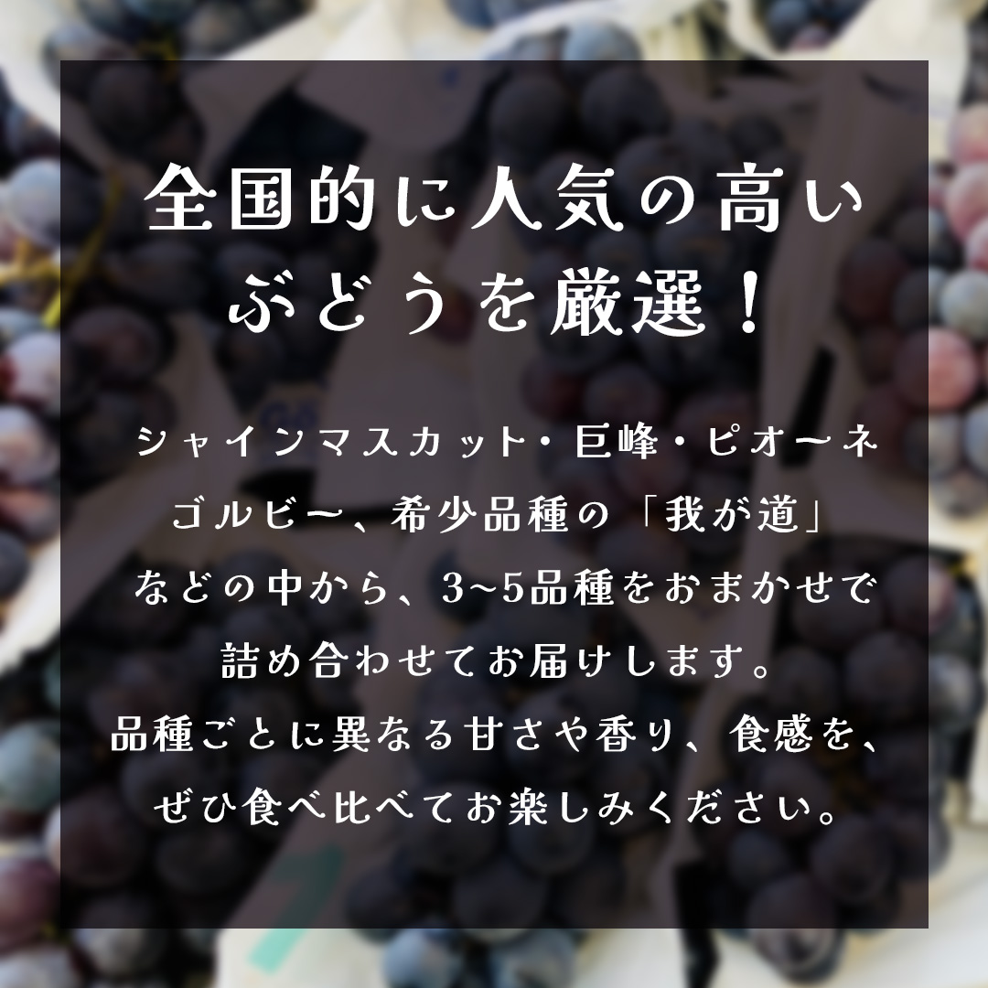 ぶどう ３品種 食べ比べ 【2026年8月上旬発送開始】(茨城県共通返礼品：大子町) ブドウ 葡萄 シャインマスカット 巨峰 ピオーネ ゴルビー 我が道 果物 フルーツ 果実