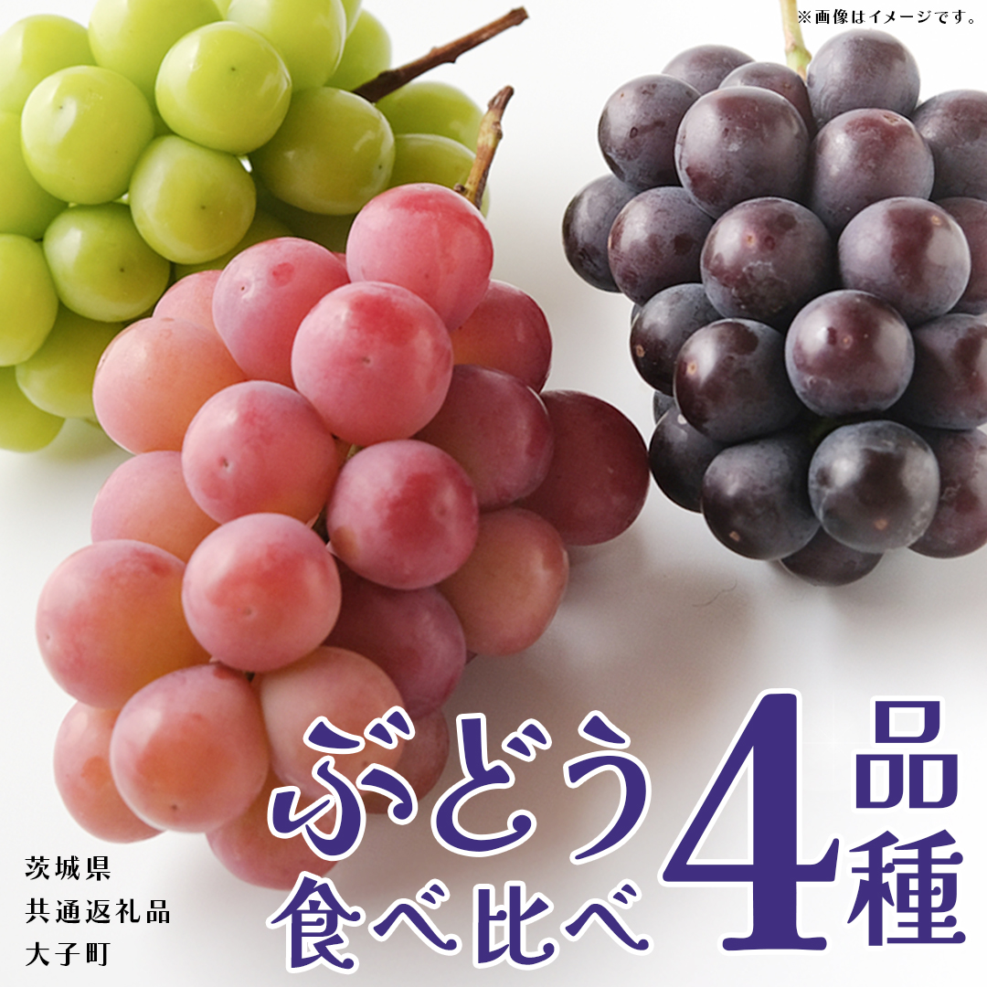 ぶどう ４品種 食べ比べ 【2026年8月上旬発送開始】(茨城県共通返礼品：大子町) ブドウ 葡萄 シャインマスカット 巨峰 ピオーネ ゴルビー 我が道 果物 フルーツ 果実