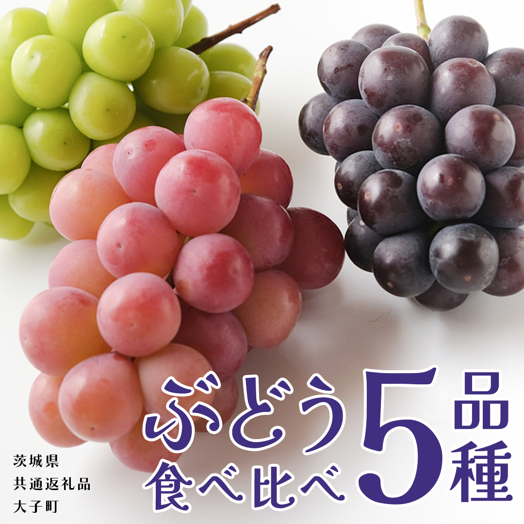 ぶどう ５品種 食べ比べ 【2026年8月上旬発送開始】(茨城県共通返礼品：大子町) ブドウ 葡萄 シャインマスカット 巨峰 ピオーネ ゴルビー 我が道 果物 フルーツ 果実