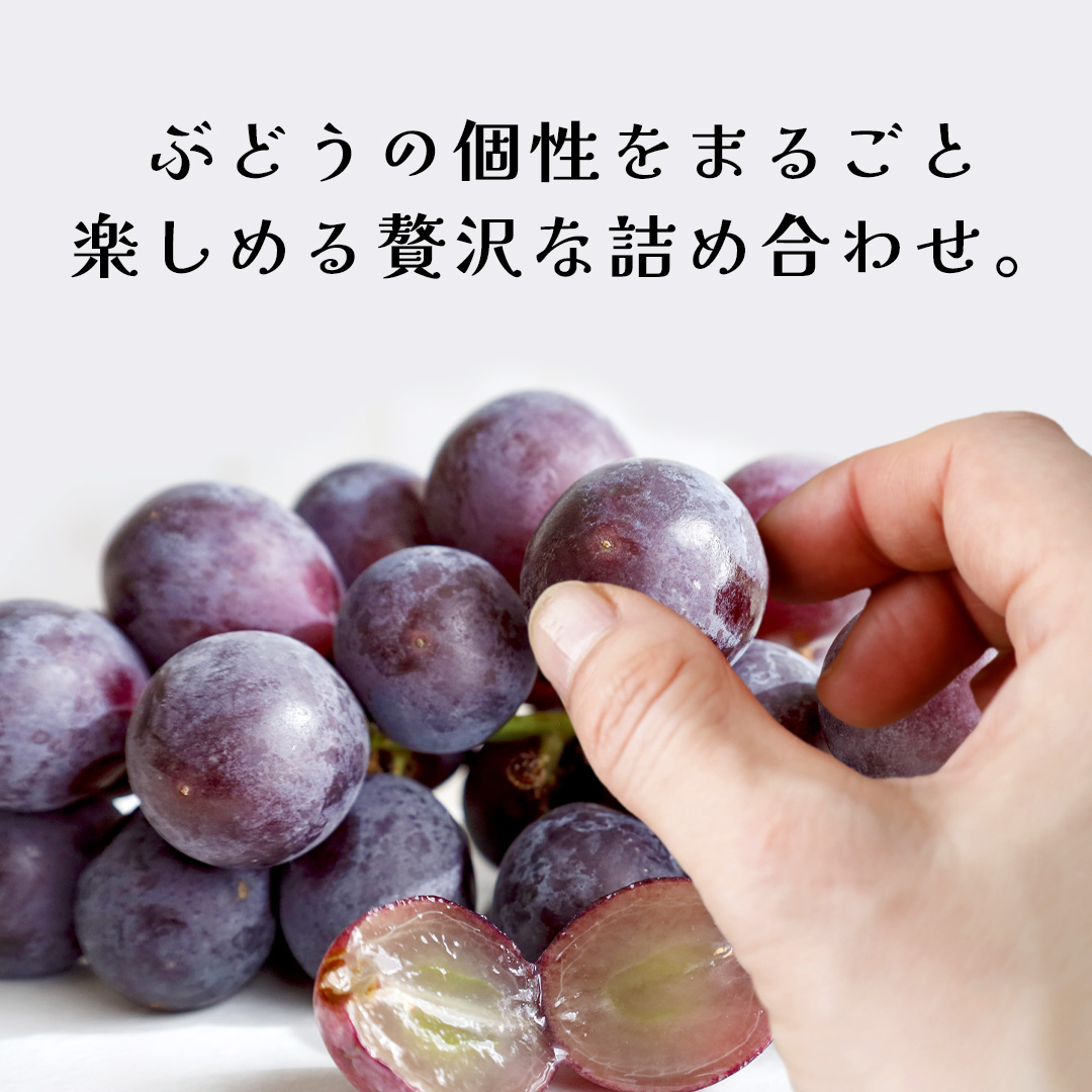 ぶどう ５品種 食べ比べ 【2026年8月上旬発送開始】(茨城県共通返礼品：大子町) ブドウ 葡萄 シャインマスカット 巨峰 ピオーネ ゴルビー 我が道 果物 フルーツ 果実