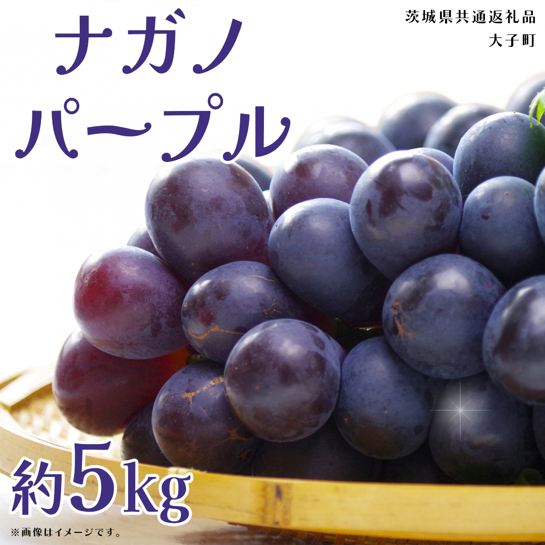 ナガノパープル 約5kg (7～9房)【2026年9月上旬発送開始】(茨城県共通返礼品：大子町) ぶどう 葡萄 ブドウ 果物 フルーツ 果実