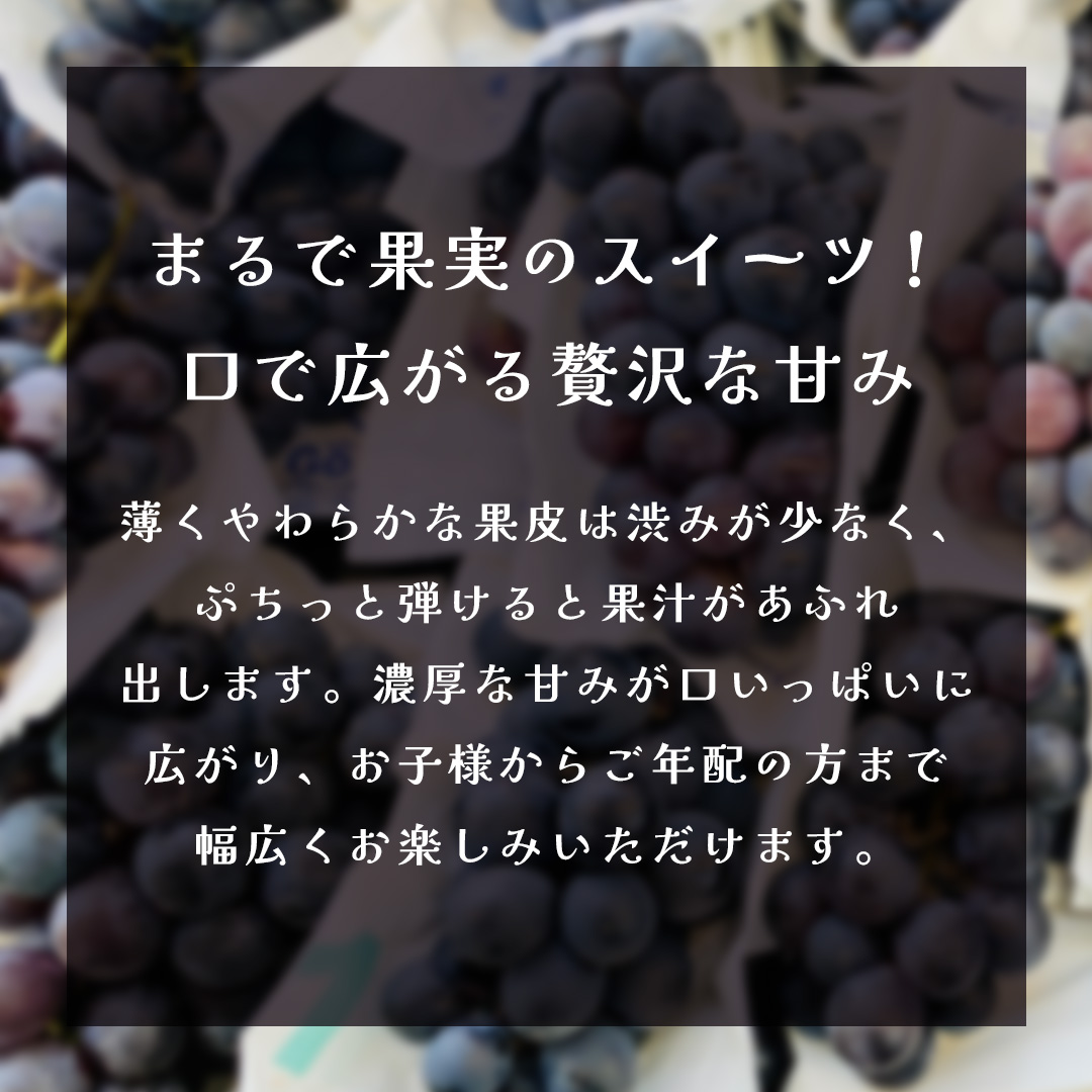 ナガノパープル 約5kg (7～9房)【2026年9月上旬発送開始】(茨城県共通返礼品：大子町) ぶどう 葡萄 ブドウ 果物 フルーツ 果実