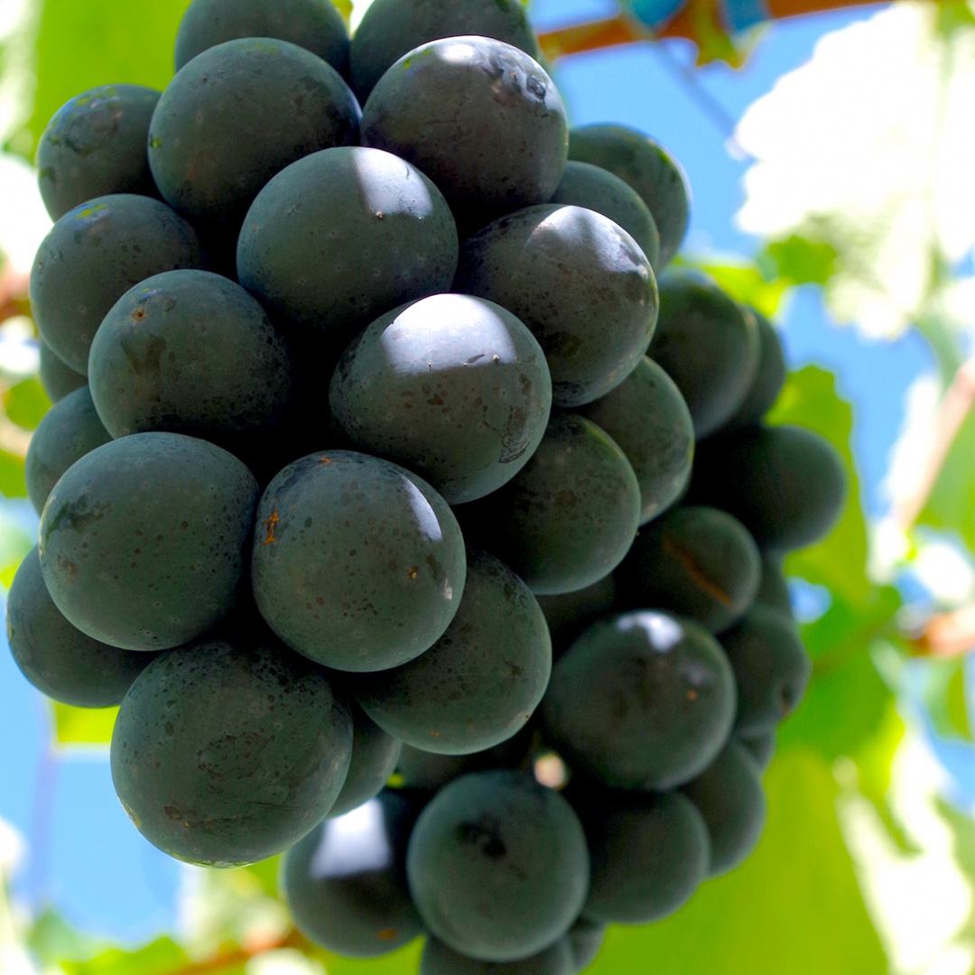 ナガノパープル 約5kg (7～9房)【2026年9月上旬発送開始】(茨城県共通返礼品：大子町) ぶどう 葡萄 ブドウ 果物 フルーツ 果実