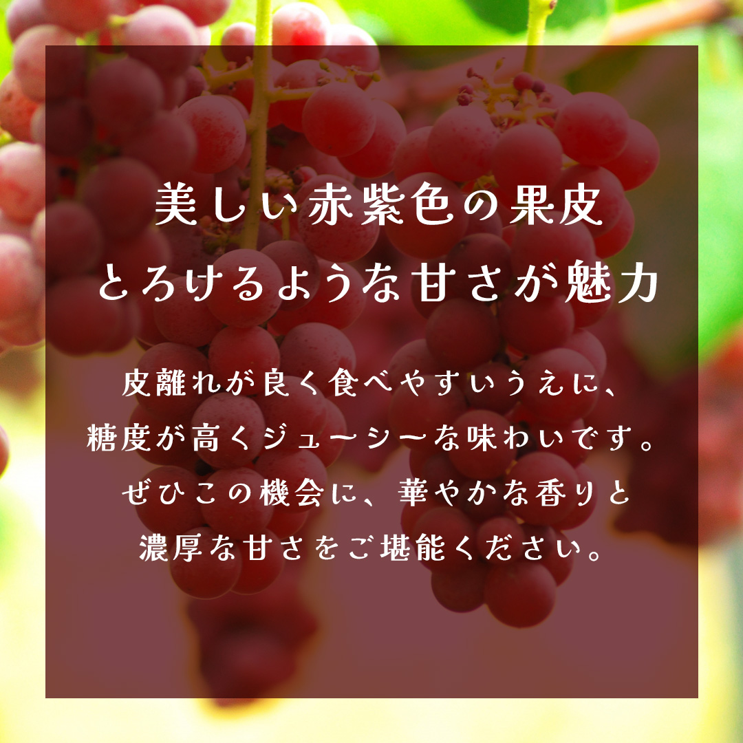 クインニーナ 約5kg (7～9房) 【2026年9月上旬発送開始】(茨城県共通返礼品：大子町) ぶどう 葡萄 ブドウ 果物 フルーツ 果実