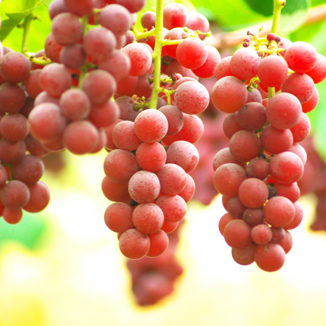 クインニーナ 約5kg (7～9房) 【2026年9月上旬発送開始】(茨城県共通返礼品：大子町) ぶどう 葡萄 ブドウ 果物 フルーツ 果実