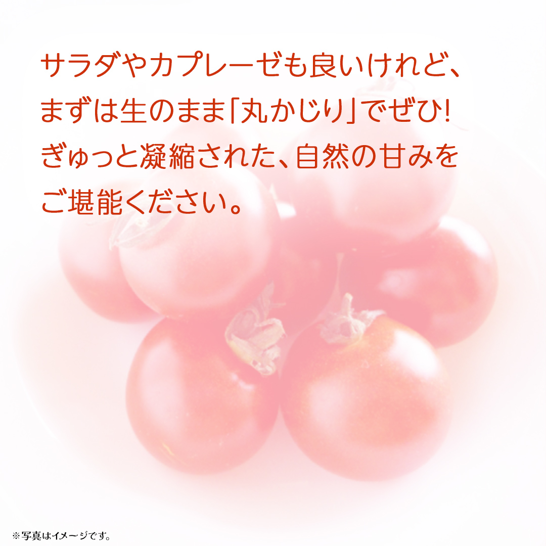 フルーツトマト 約900g (13～16個)【2026年3月上旬発送開始】(茨城県共通返礼品：大子町) トマト とまと 野菜 やさい