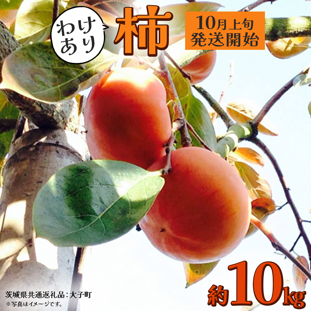 【 訳あり 】 柿 約10kg【2025年10月上旬発送開始】(茨城県共通返礼品：大子町)	柿 かき カキ 果物 フルーツ 旬 季節限定 期間限定