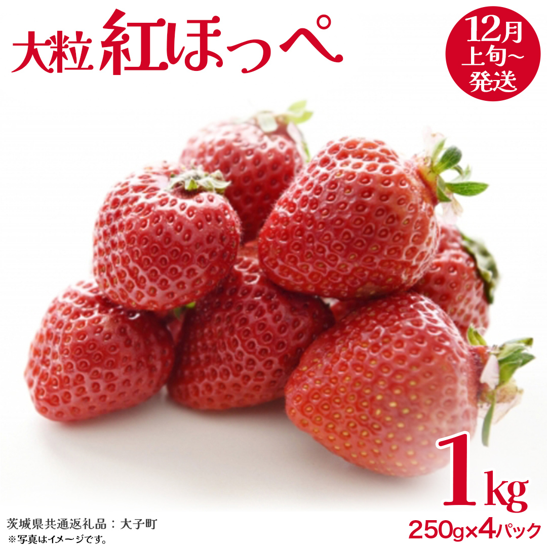 紅ほっぺ 大粒 250g（8～12粒）×4パック【2025年12月上旬発送開始】(茨城県共通返礼品：大子町) いちご 苺 果物 フルーツ 果実