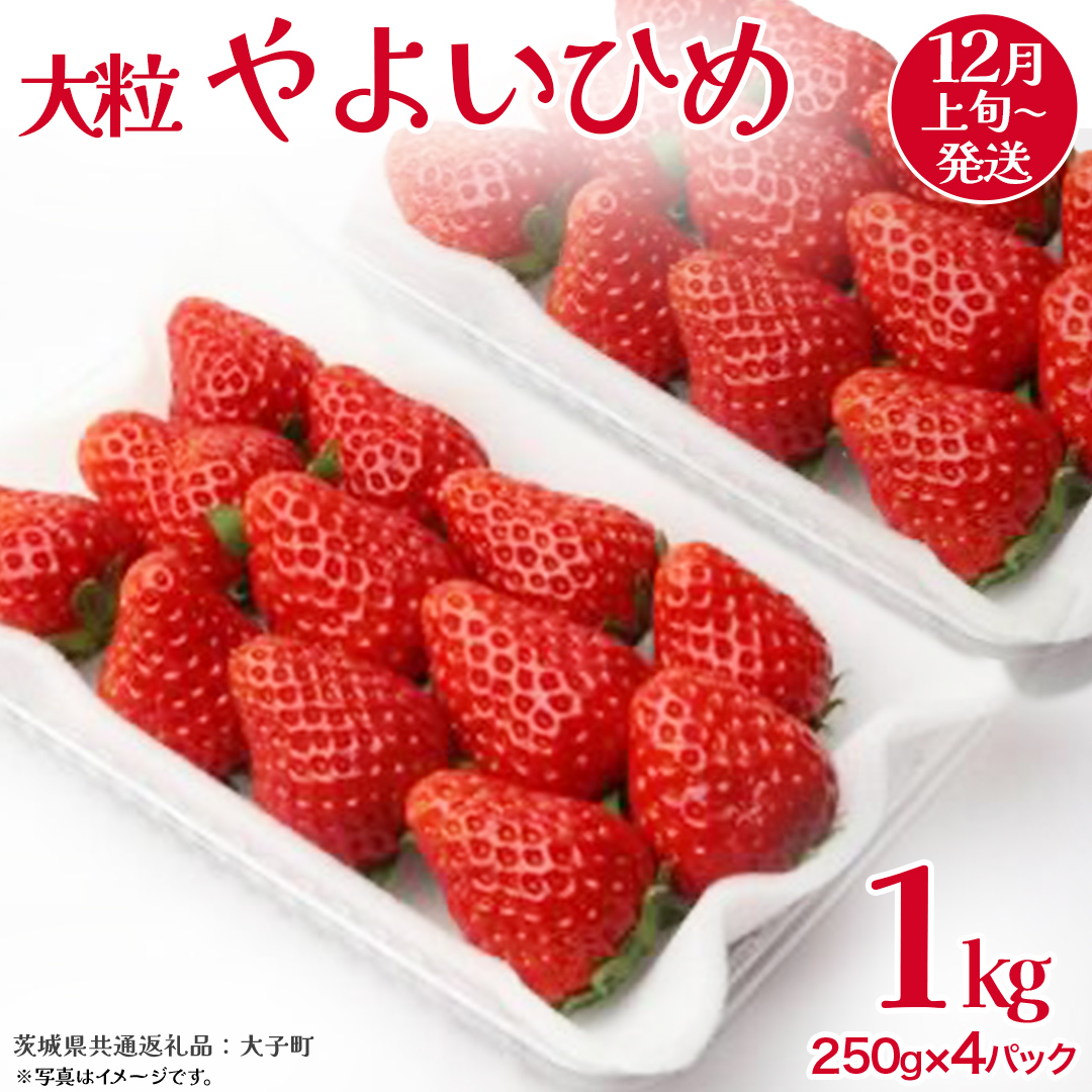 やよいひめ 大粒 250g（8～12粒）×4パック【2025年12月上旬発送開始】(茨城県共通返礼品：大子町) いちご 苺 果物 フルーツ 果実