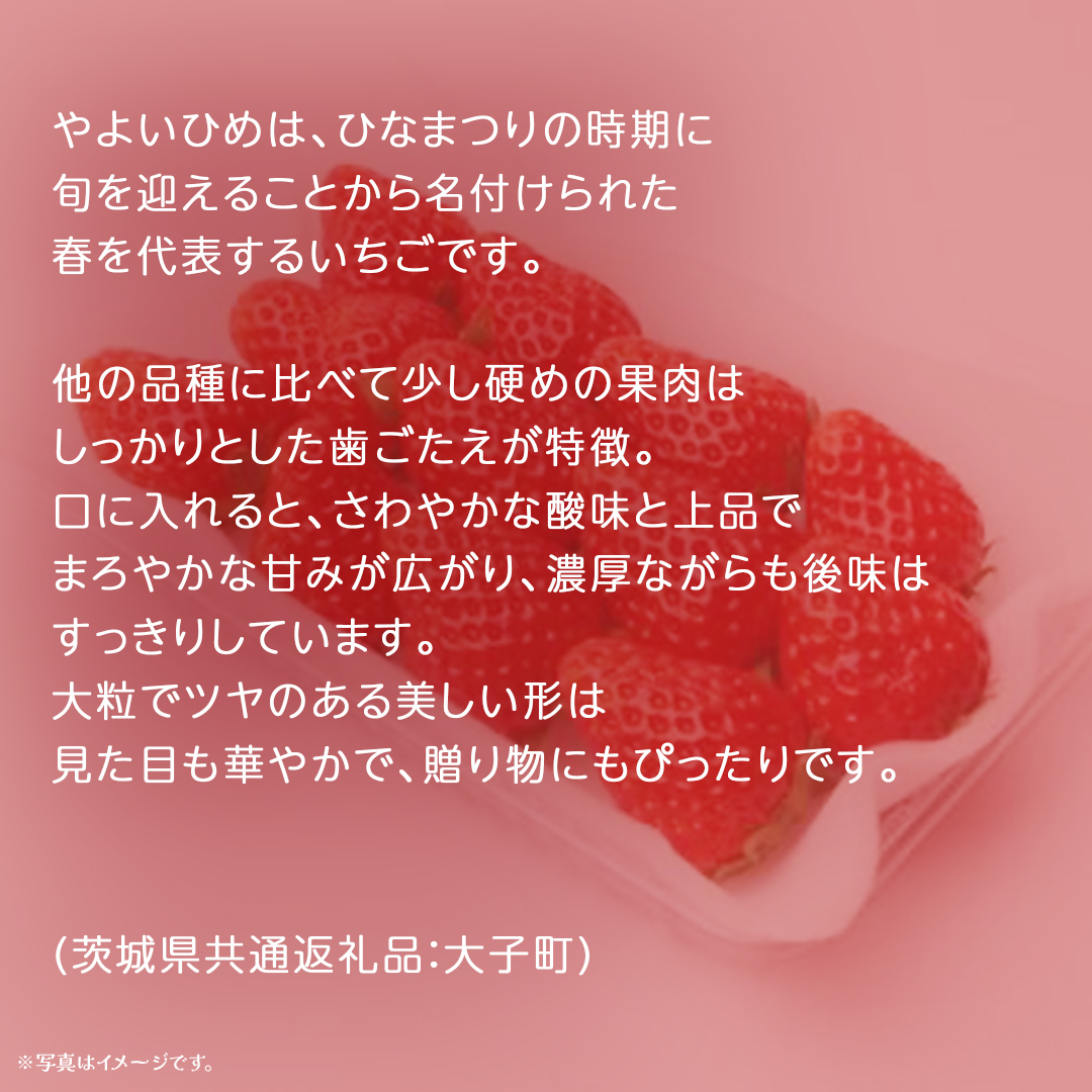 やよいひめ 大粒 250g（8～12粒）×4パック【2025年12月上旬発送開始】(茨城県共通返礼品：大子町) いちご 苺 果物 フルーツ 果実