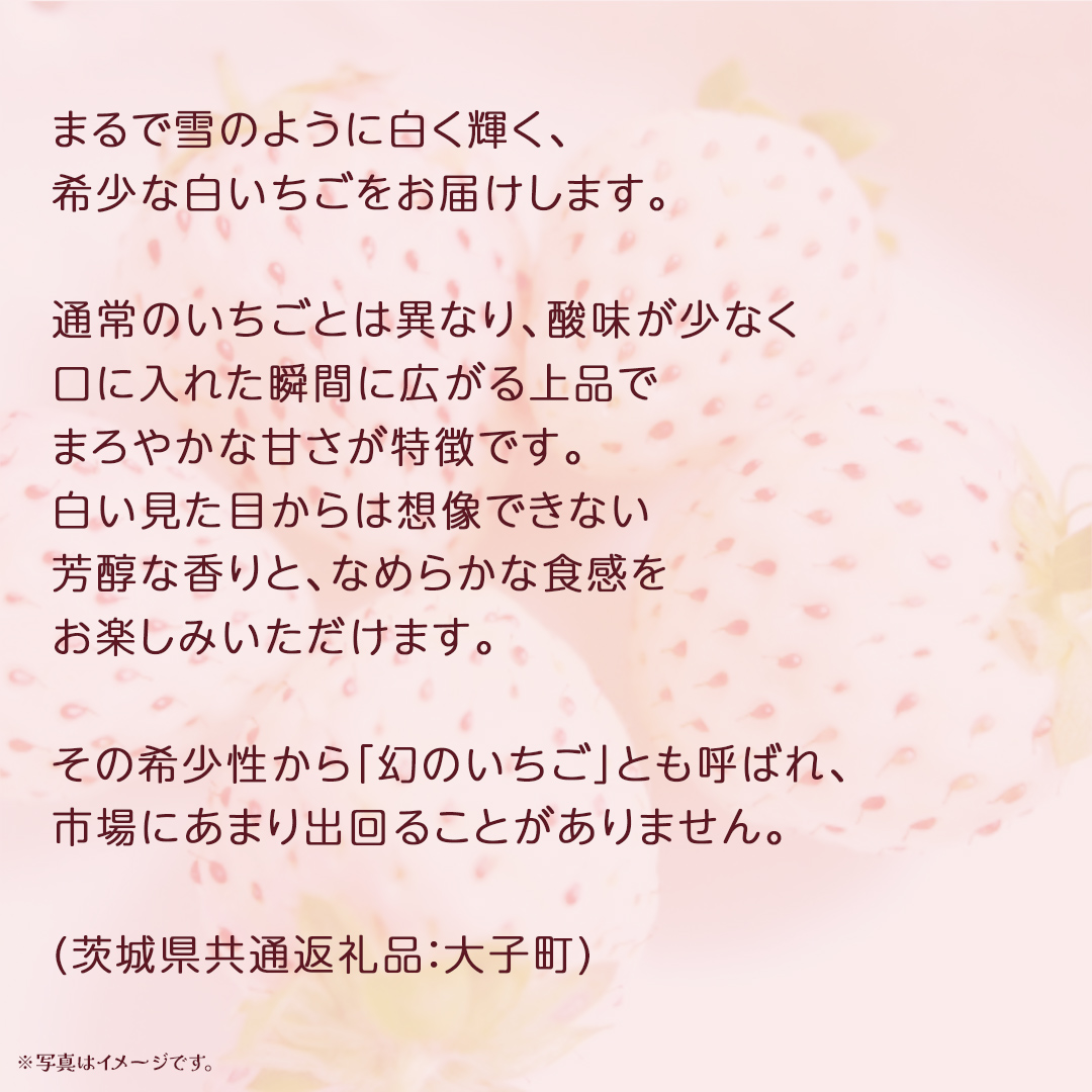 桐箱入り 大粒 白いちご 12粒【2025年12月上旬発送開始】(茨城県共通返礼品：大子町) いちご 苺 果物 フルーツ 果実