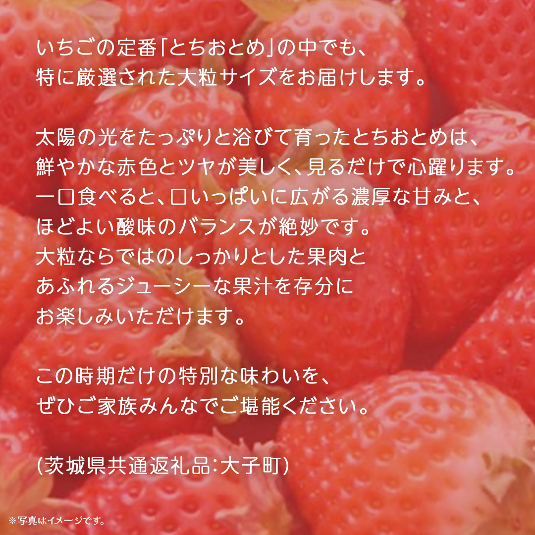 【 お歳暮 熨斗付き 】 桐箱入り 大粒 とちおとめ 12粒【2025年12月上旬発送開始】(茨城県共通返礼品：大子町) いちご 苺 果物 フルーツ 果実 贈答用 ギフト 贈り物