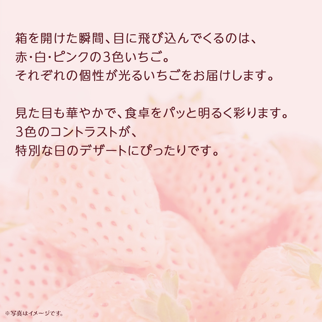 【 お歳暮 熨斗付き 】桐箱入り 大粒 3色いちご 12粒【2025年12月上旬発送開始】(茨城県共通返礼品：大子町) いちご 苺 果物 フルーツ 果実 贈答用 ギフト 贈り物