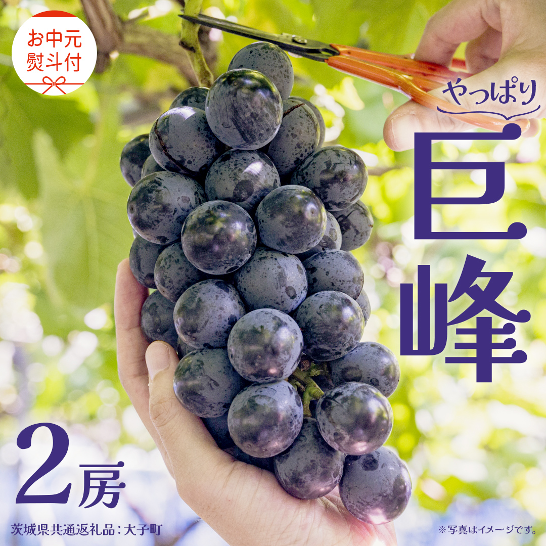 【 お中元 熨斗付き】 巨峰 ２房 【2026年8月上旬発送開始】(茨城県共通返礼品：大子町) ぶどう 葡萄 ブドウ フルーツ 果物 スイーツ ギフト 贈答用 贈り物 プレゼント