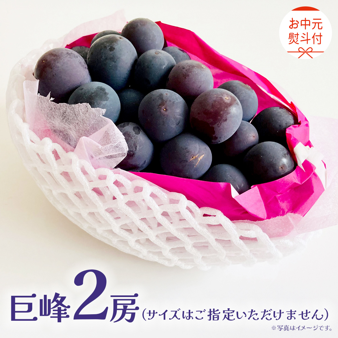 【 お中元 熨斗付き】 巨峰 ２房 【2026年8月上旬発送開始】(茨城県共通返礼品：大子町) ぶどう 葡萄 ブドウ フルーツ 果物 スイーツ ギフト 贈答用 贈り物 プレゼント	