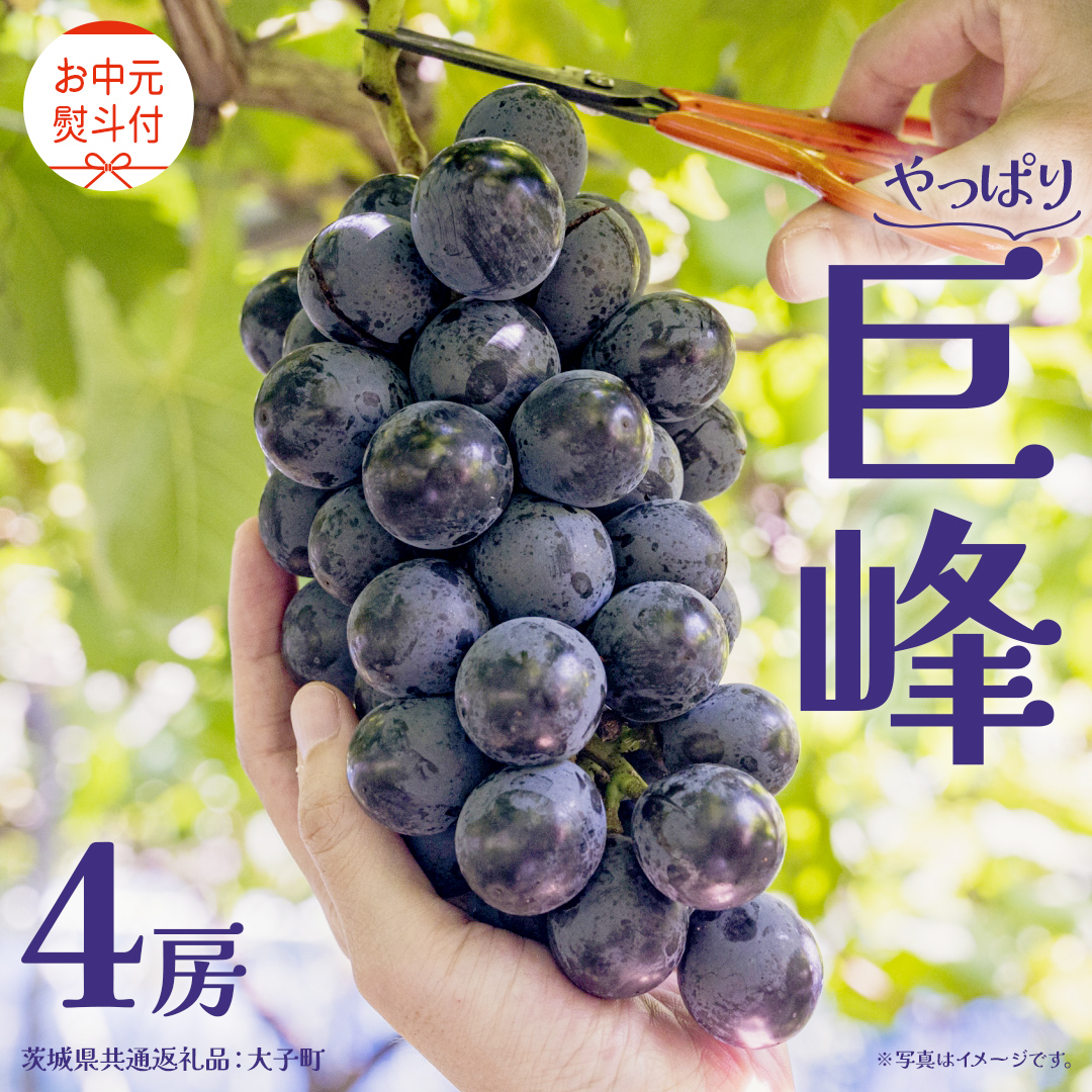 【 お中元 熨斗付き】 巨峰 ４房 【2026年8月上旬発送開始】(茨城県共通返礼品：大子町) ぶどう 葡萄 ブドウ フルーツ 果物 スイーツ ギフト 贈答用 贈り物 プレゼント