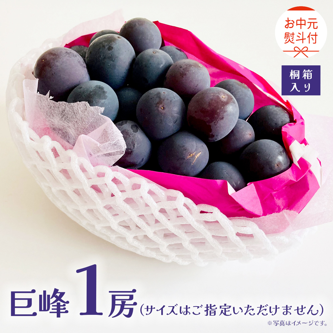 【 お中元 桐箱入り】 巨峰 １房 【2026年8月上旬発送開始】(茨城県共通返礼品：大子町) ぶどう 葡萄 ブドウ フルーツ 果物 スイーツ ギフト 贈答用 贈り物 プレゼント