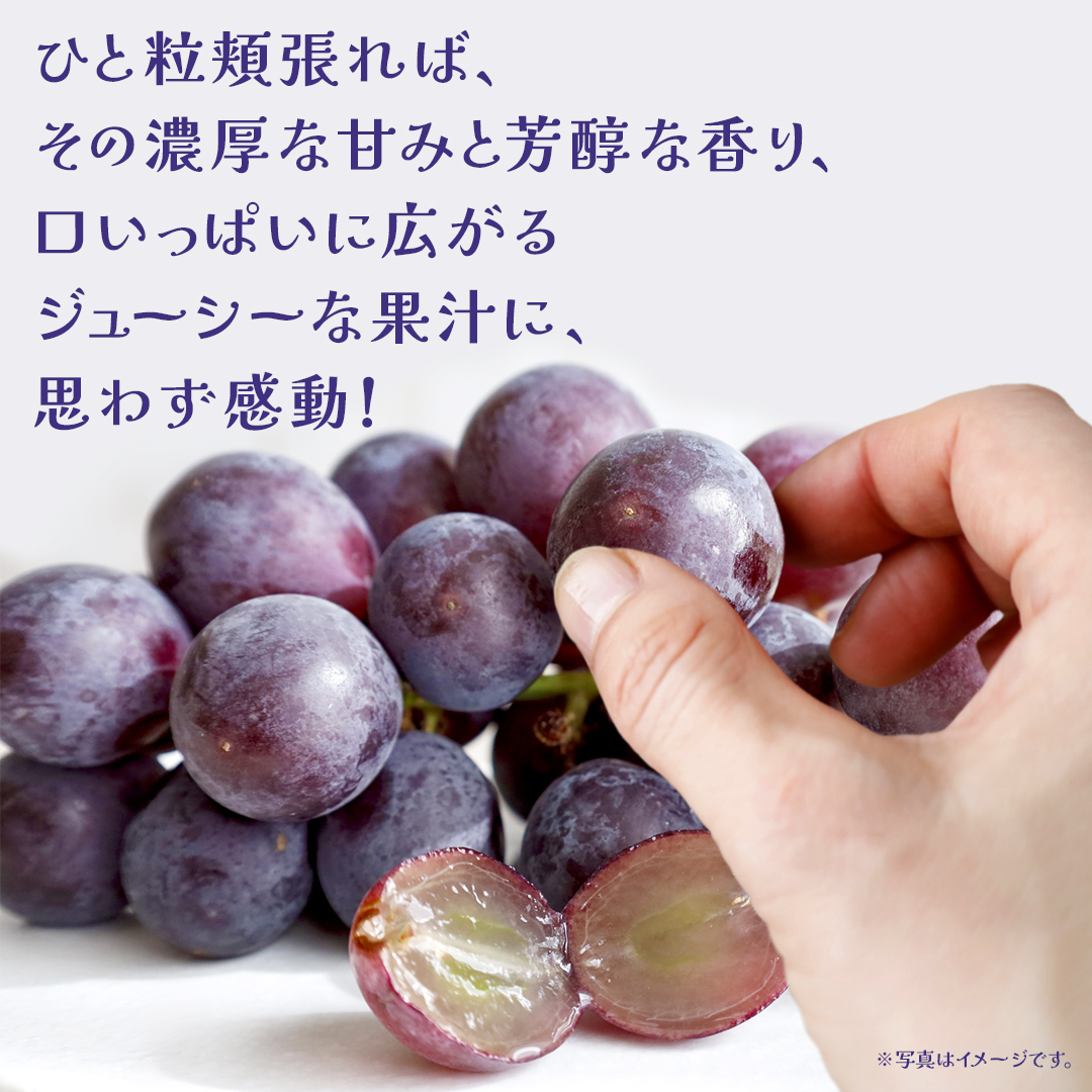 【 お中元 桐箱入り】 巨峰 ２房 【2026年8月上旬発送開始】(茨城県共通返礼品：大子町） ぶどう 葡萄 ブドウ フルーツ 果物 スイーツ ギフト 贈答用 贈り物 プレゼント