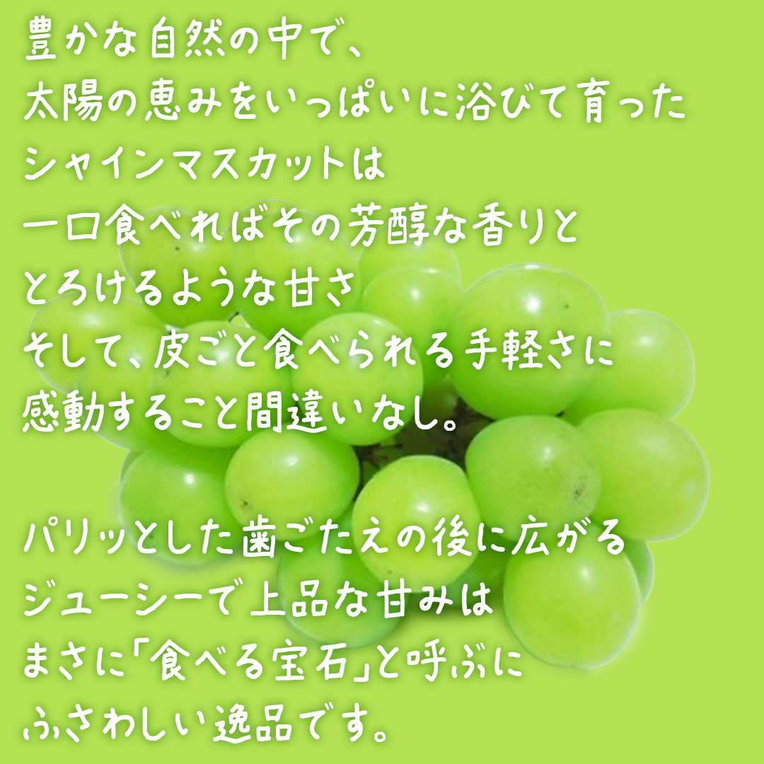 【 お中元 熨斗付き】 シャインマスカット １房 【2026年7月上旬発送開始】(茨城県共通返礼品：大子町)  ぶどう 葡萄 ブドウ マスカット フルーツ 果物 贈答用 ギフト 贈り物