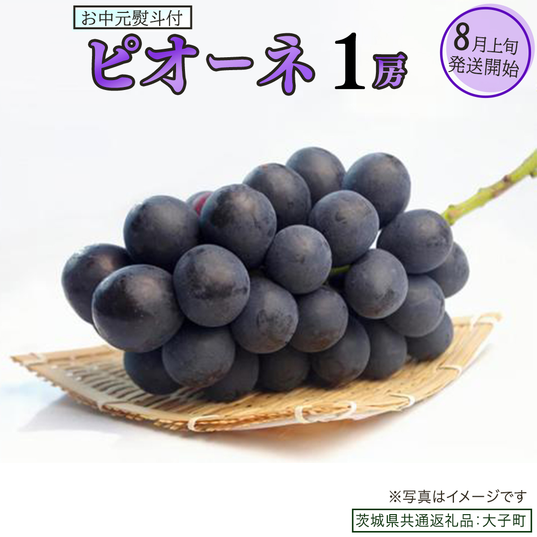【 お中元 熨斗付き 】 ピオーネ １房 【2026年8月上旬発送開始】(茨城県共通返礼品：大子町)  ブドウ ぶどう 葡萄 ピオーネ 果物 フルーツ 果実