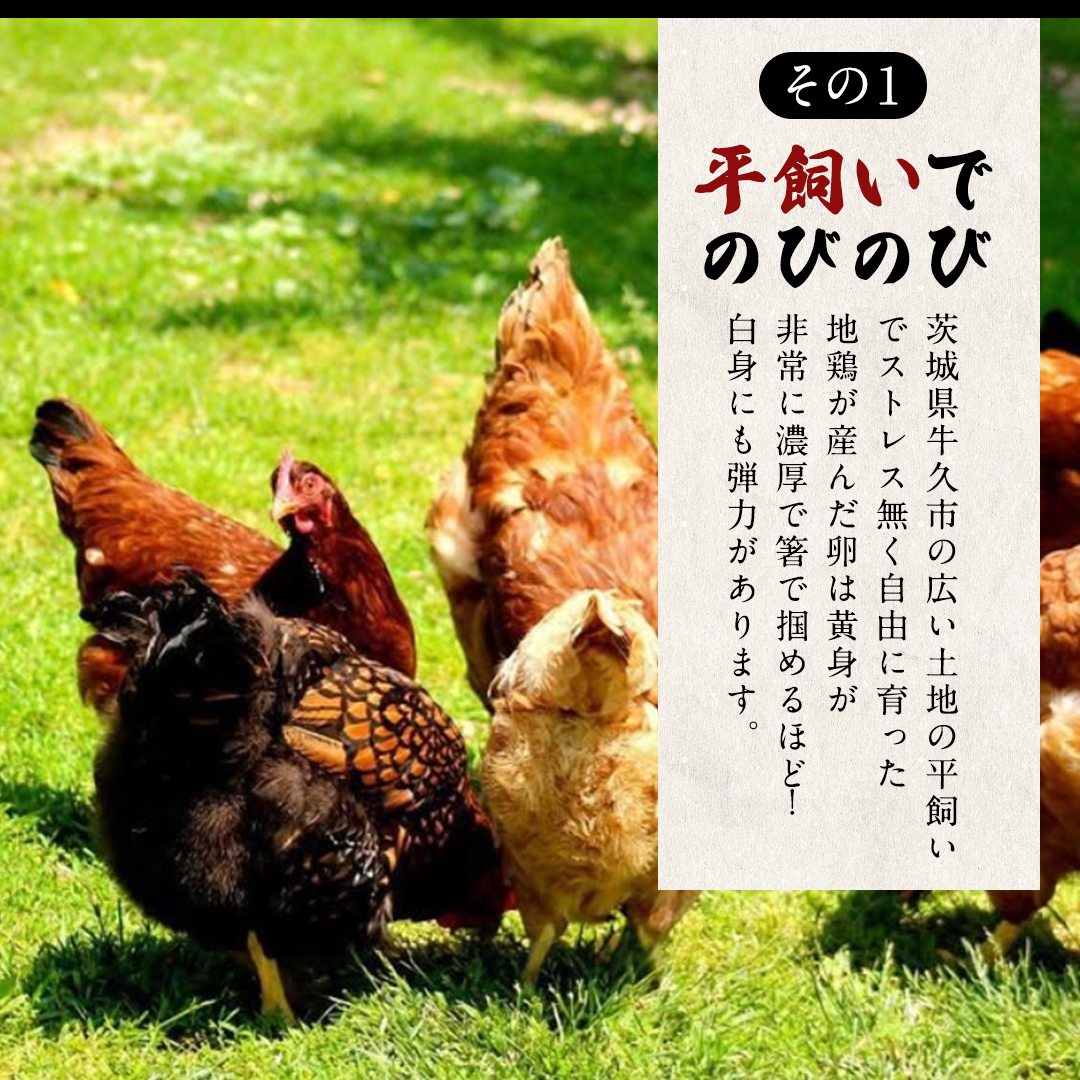 王様の卵 ヨード入 20個 (15個+割れ保障5個 ) 平飼い 地鶏 有精卵 濃厚 卵 こだわり卵 たまご