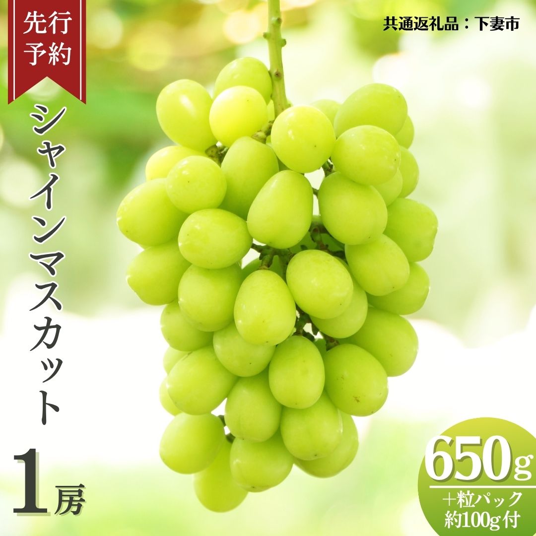 《 先行予約 》 シャインマスカット 1房 ( 約650g + 粒パック 約100g付 )【2026年8月下旬頃発送開始】 ( 共通返礼品：下妻市 ) フルーツ 果物 マスカット ぶどう 葡萄 ブドウ 旬 国産 産地直送 化粧箱 ギフト 【石崎ぶどう園】