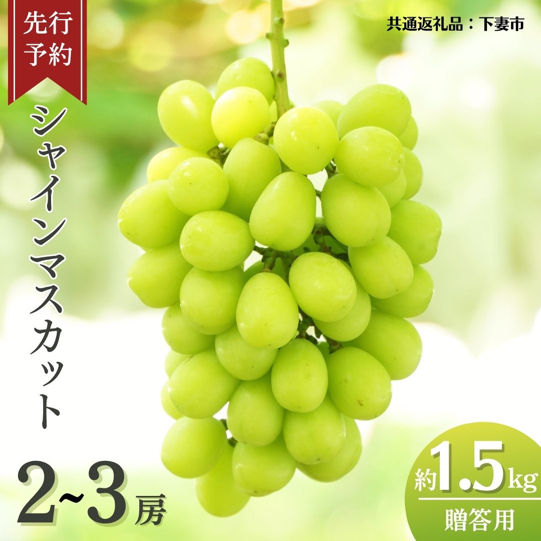 《 先行予約 》 シャインマスカット 2～3房 ( 約 1.5kg )  贈答用 【2026年8月下旬頃発送開始】 ( 共通返礼品：下妻市 )フルーツ 果物 マスカット ぶどう 葡萄 ブドウ 旬 国産 産地直送 化粧箱 ギフト 【石崎ぶどう園】
