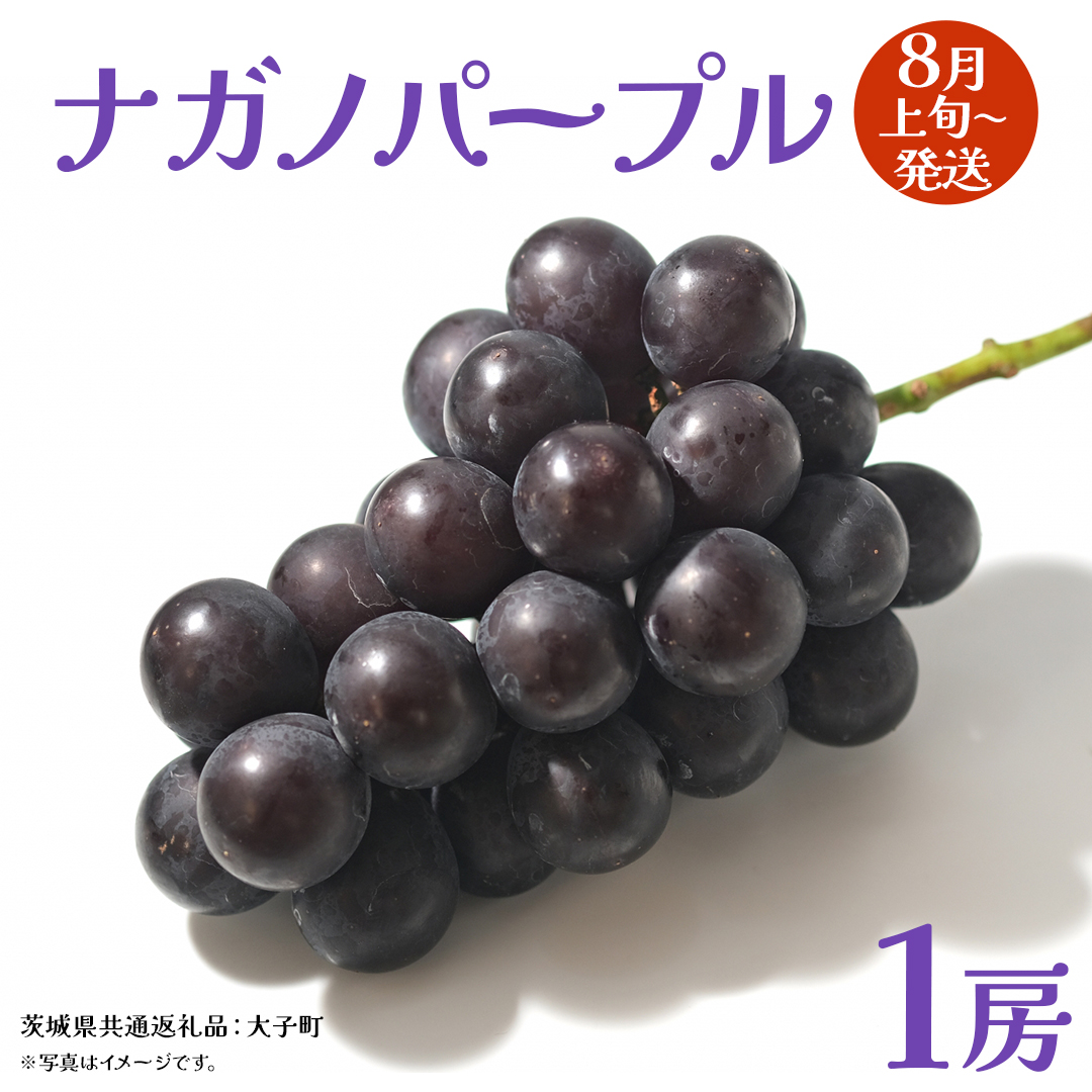 ナガノパープル 1房 【2026年8月上旬発送開始】(茨城県共通返礼品：大子町) ぶどう 葡萄 ブドウ 果物 フルーツ 果実