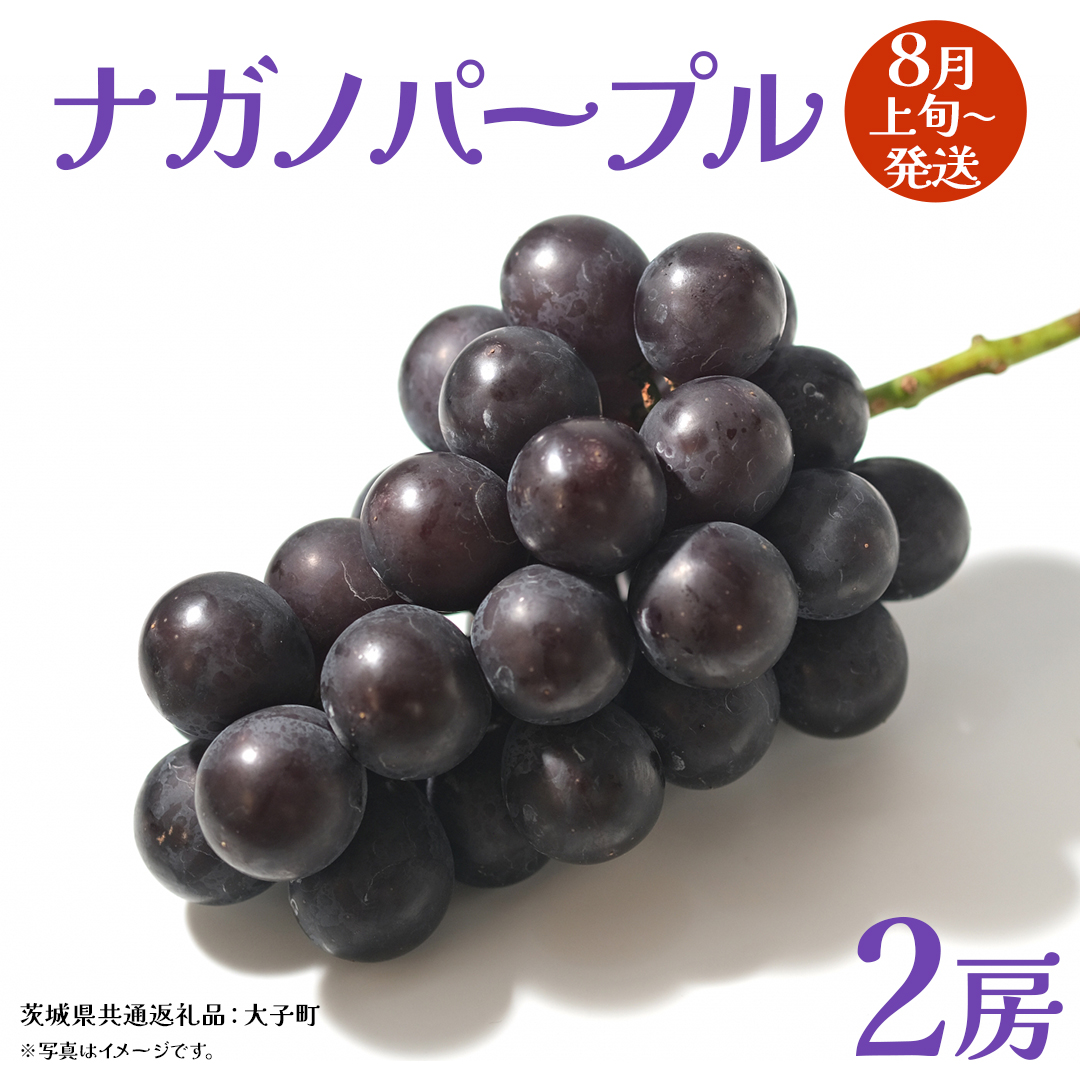 ナガノパープル 2房 【2026年8月上旬発送開始】(茨城県共通返礼品：大子町) ぶどう 葡萄 ブドウ 果物 フルーツ 果実