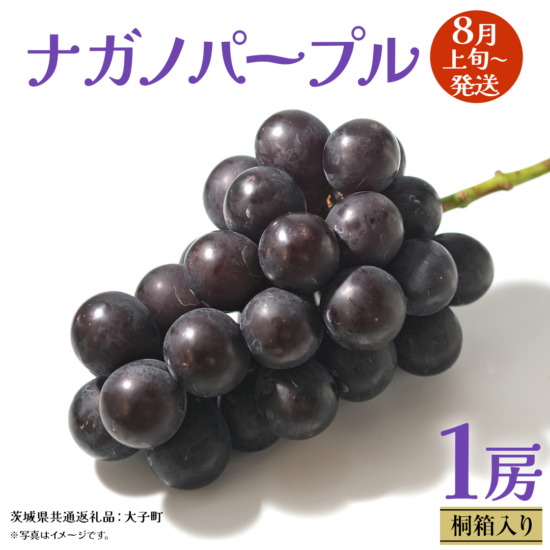【 桐箱入り 】 ナガノパープル 1房 【2026年8月上旬発送開始】(茨城県共通返礼品：大子町) ぶどう 葡萄 ブドウ 果物 フルーツ 果物 贈答用 ギフト 贈り物