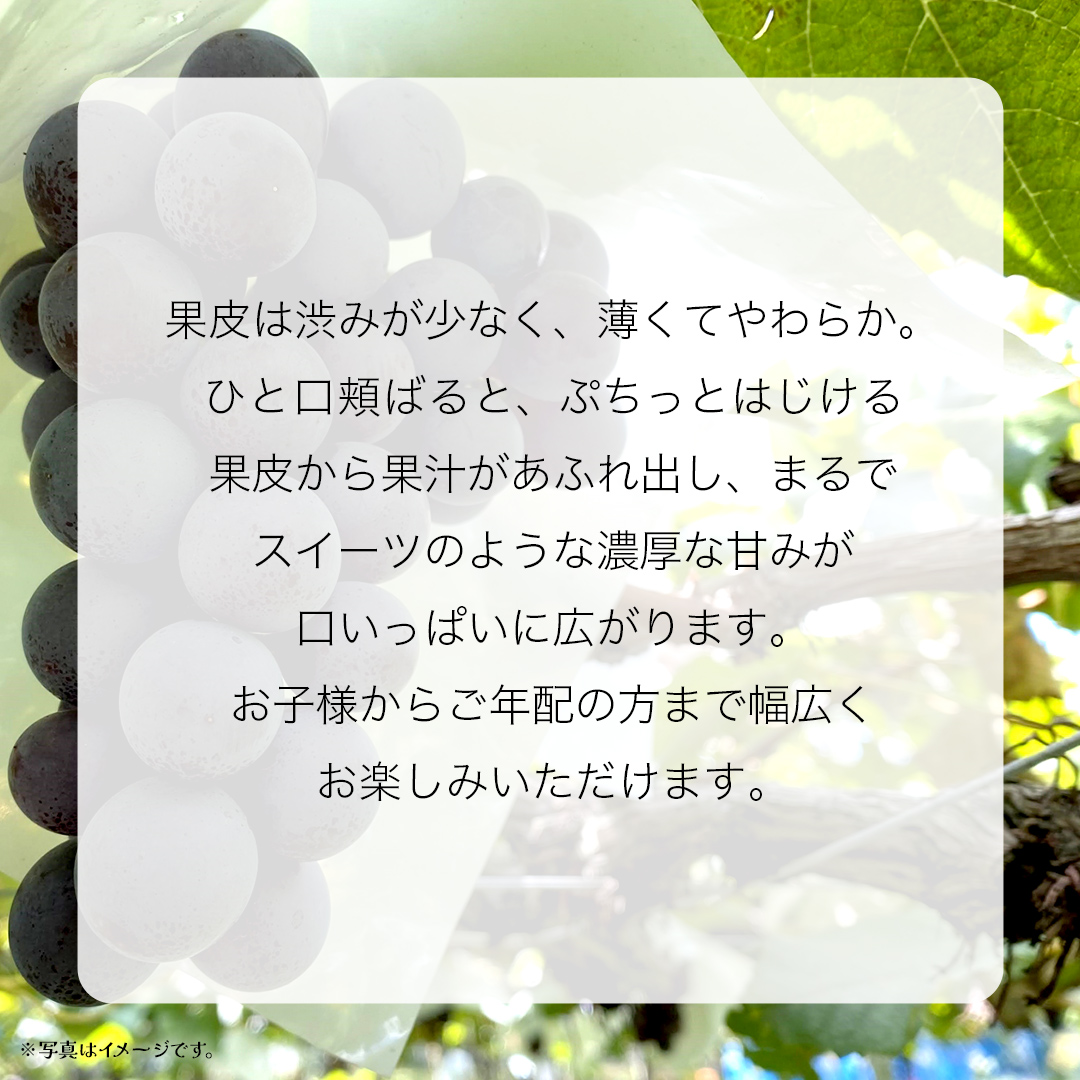 【 桐箱入り 】 ナガノパープル 1房 【2026年8月上旬発送開始】(茨城県共通返礼品：大子町) ぶどう 葡萄 ブドウ 果物 フルーツ 果物 贈答用 ギフト 贈り物