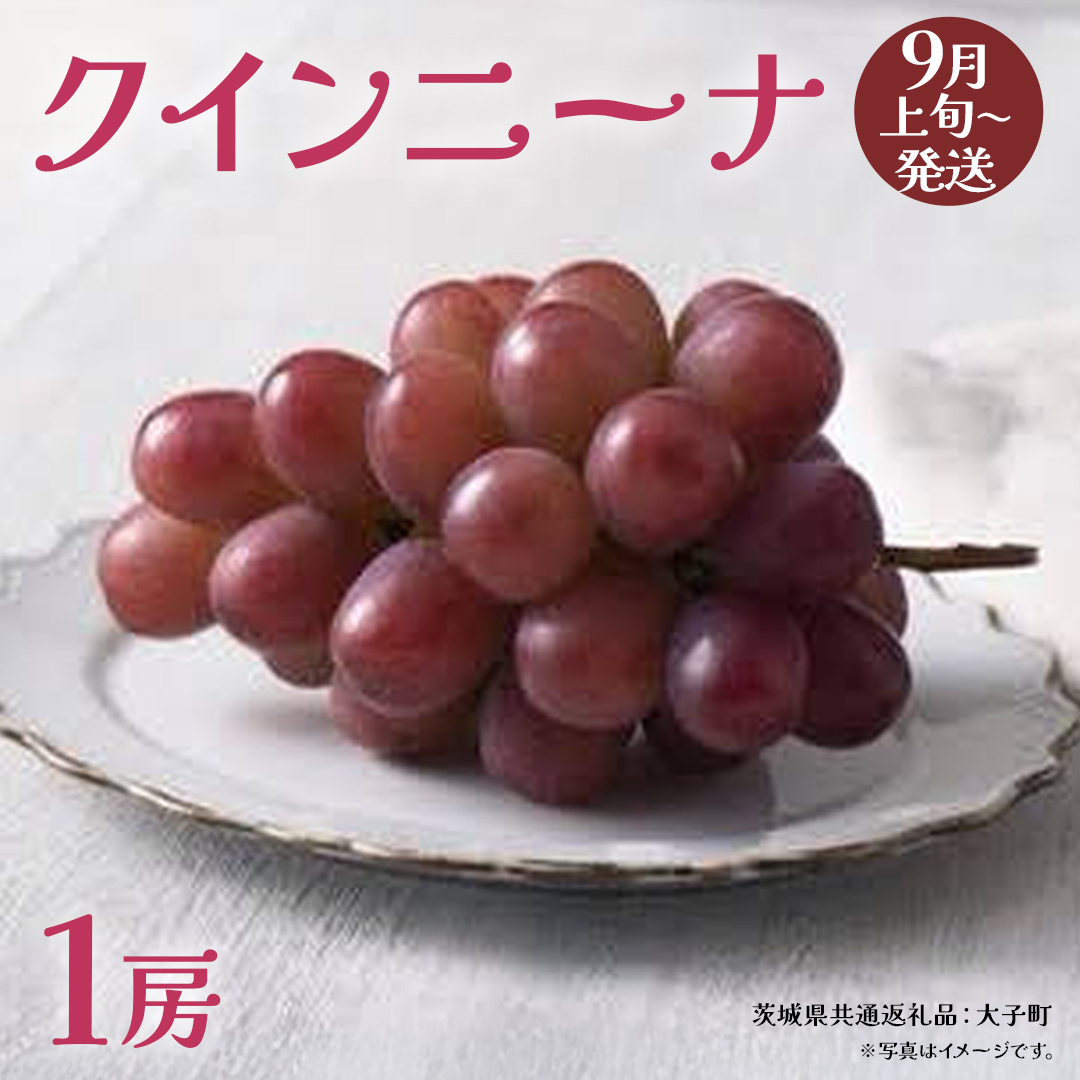 クインニーナ１房 【2026年9月上旬発送開始】(茨城県共通返礼品：大子町) ぶどう 葡萄 ブドウ 果物 フルーツ 果実